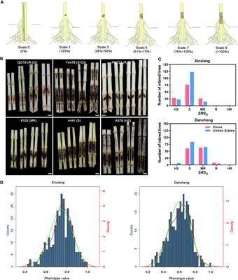 Genome-wide association study of maize resistance to Pythium aristosporum stalk rot